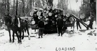 Horse Hauling Logs